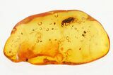 Detailed Fossil Ant-Like Flower Beetle (Macratriinae) in Baltic Amber #300656-1